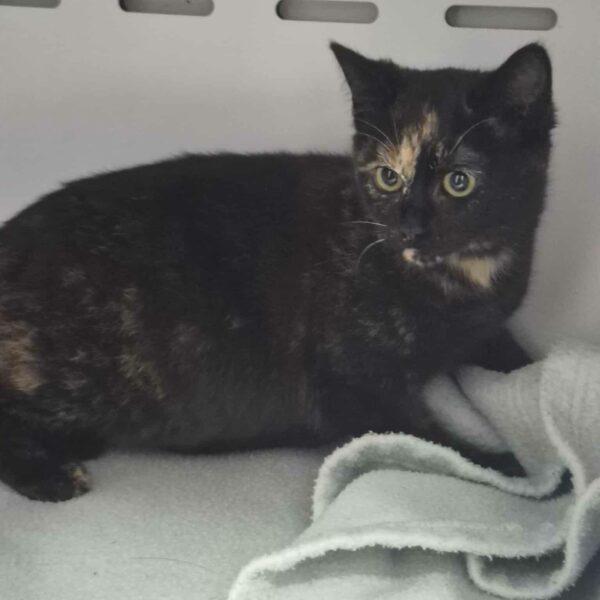 19/01 – FOURRIÈRE Chat DD20