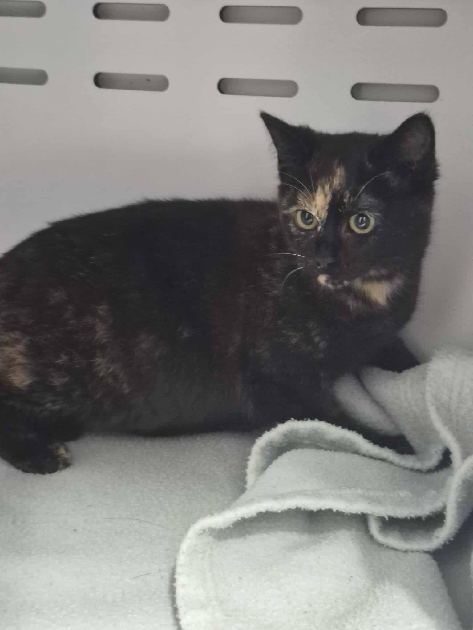 Lire la suite à propos de l’article 19/01 – FOURRIÈRE Chat DD20