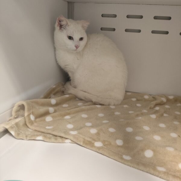 22/01 – FOURRIÈRE Chat DD26