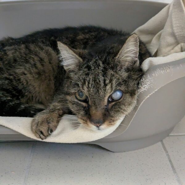 30/01 – FOURRIÈRE Chat DD34