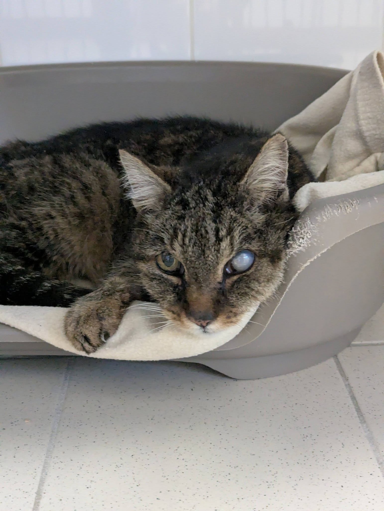 Lire la suite à propos de l’article 30/01 – FOURRIÈRE Chat DD34