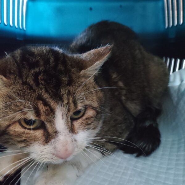 06/01 – FOURRIÈRE Chat DD7