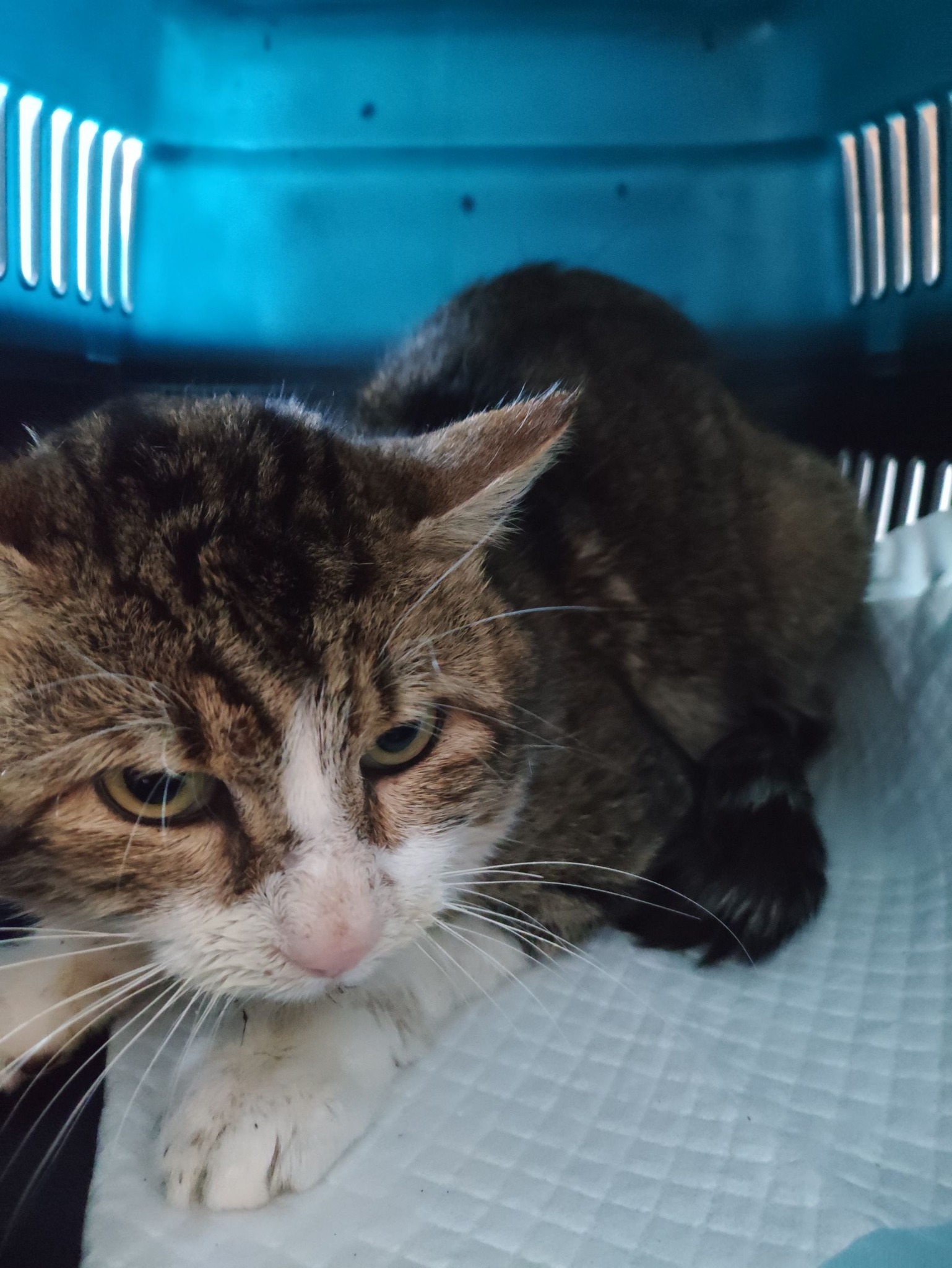 Lire la suite à propos de l’article 06/01 – FOURRIÈRE Chat DD7