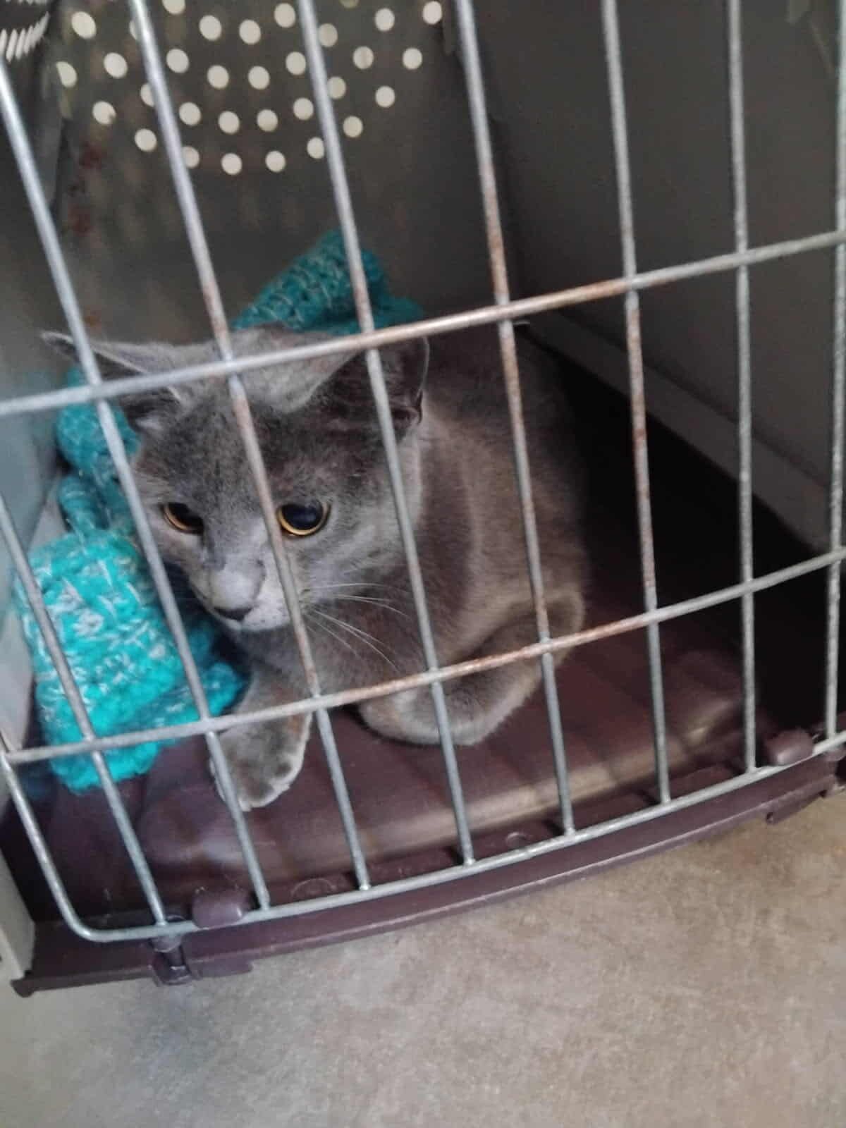 Lire la suite à propos de l’article 08/01 – FOURRIÈRE Chat DD8