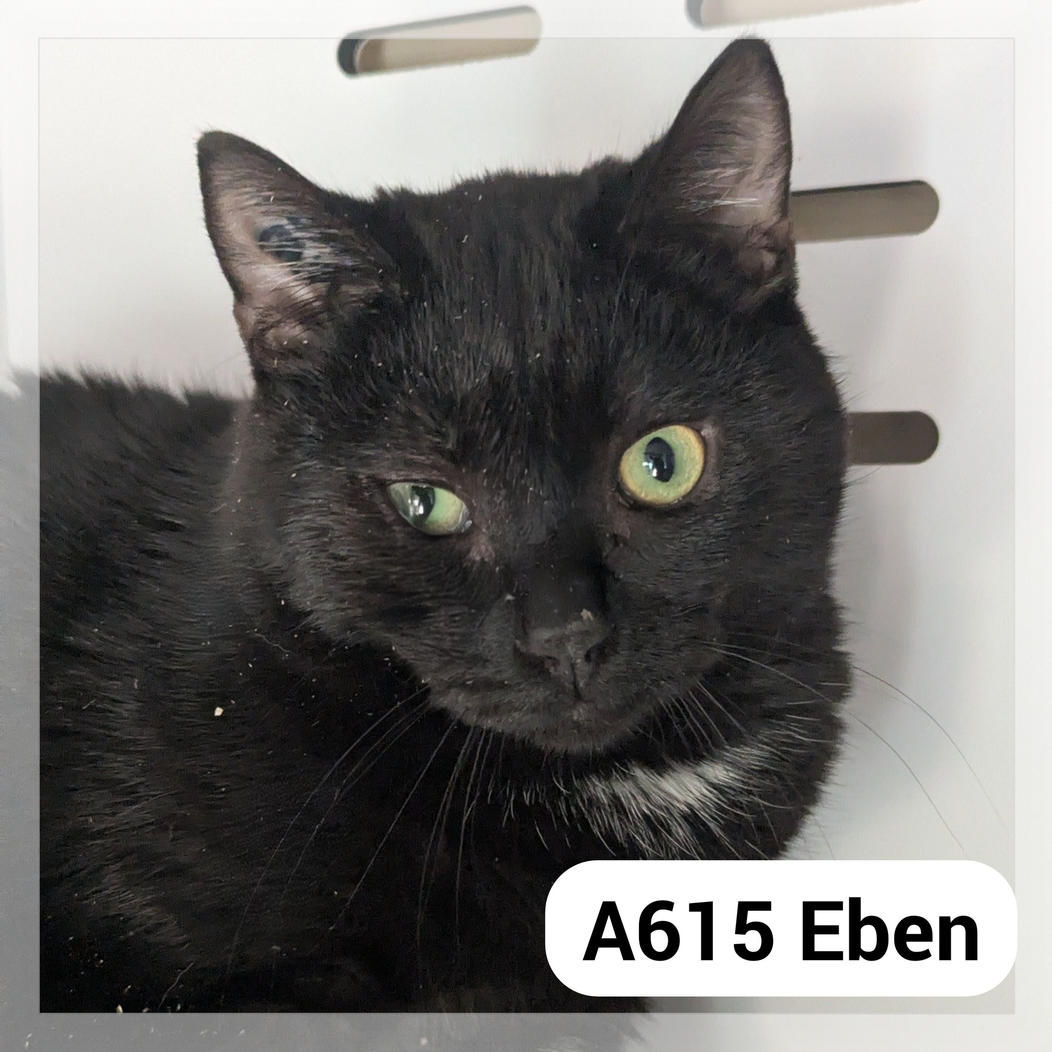 Lire la suite à propos de l’article Eben