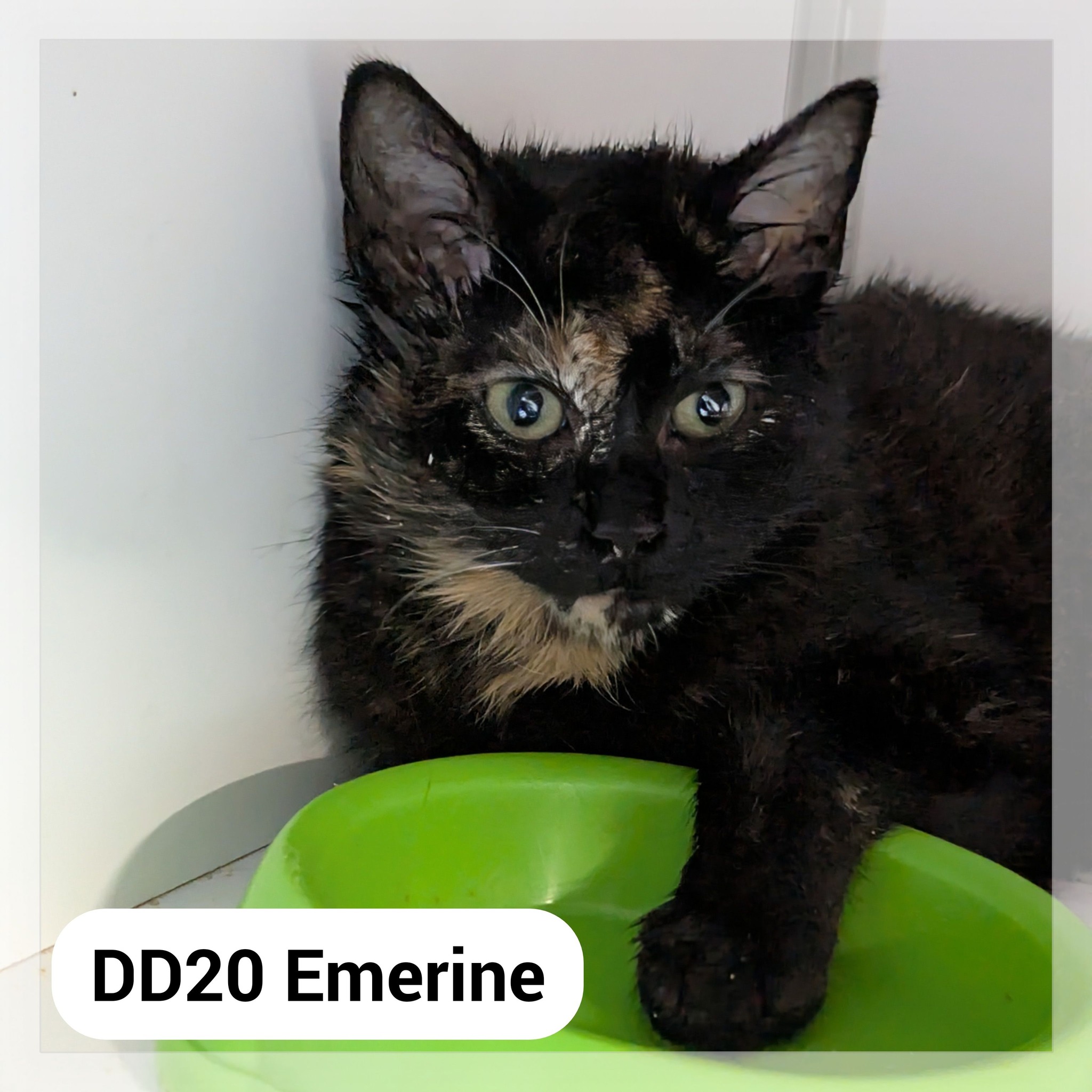 Lire la suite à propos de l’article Emerine (réservée)