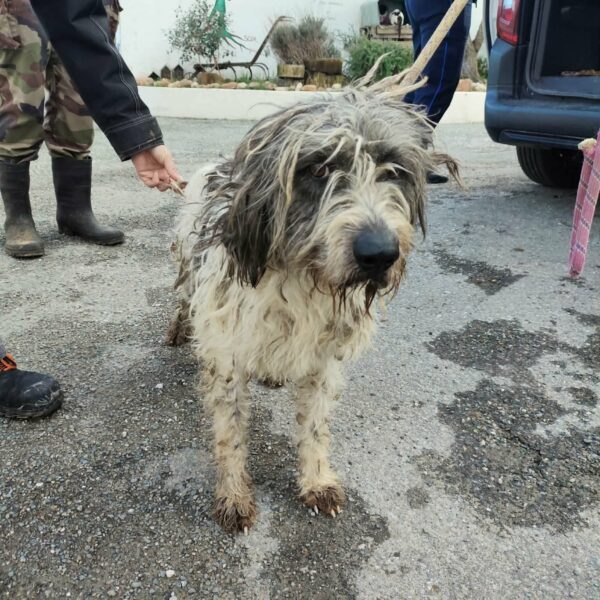 27/01 – FOURRIÈRE Chien CC30