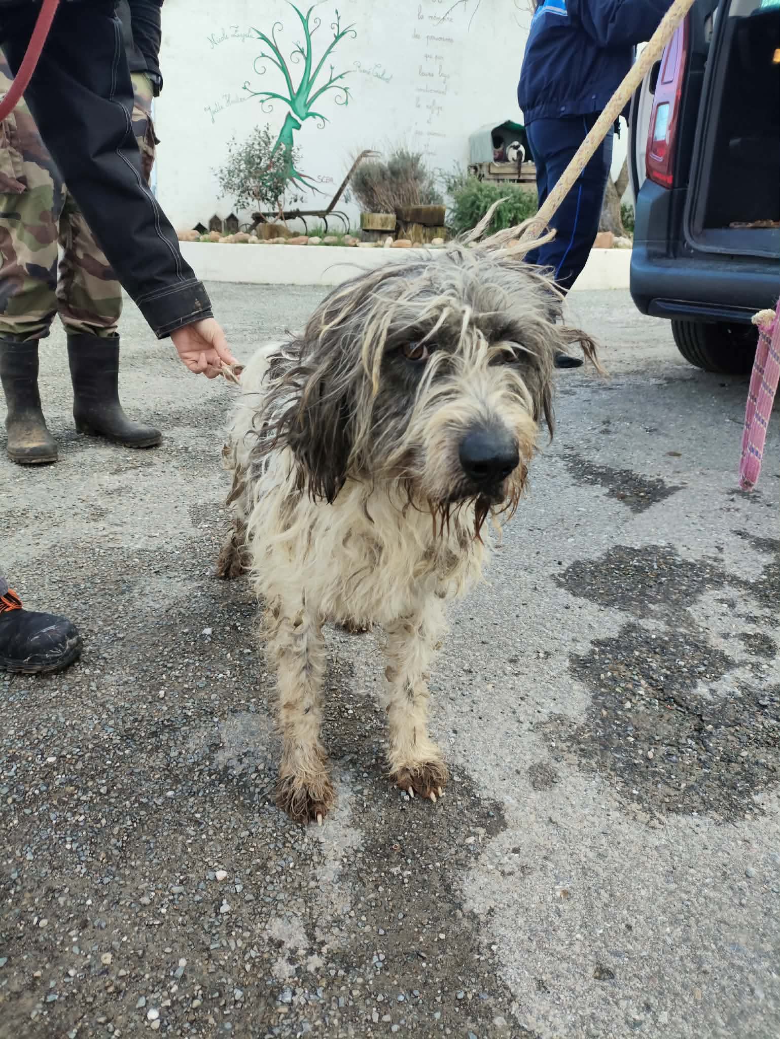 Lire la suite à propos de l’article 27/01 – FOURRIÈRE Chien CC30