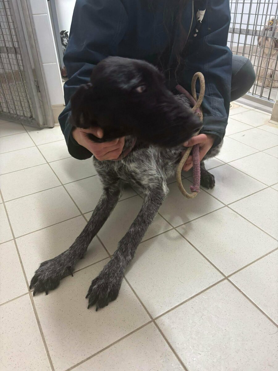 FO-Chien-2-1-900x1200