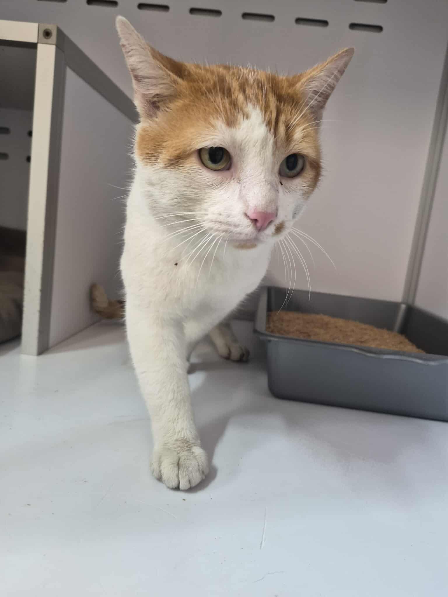 Lire la suite à propos de l’article 12/01 – FOURRIÈRE Chat DD12