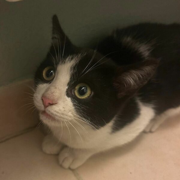 25/01 – FOURRIÈRE Chat DD27 – En F.A.