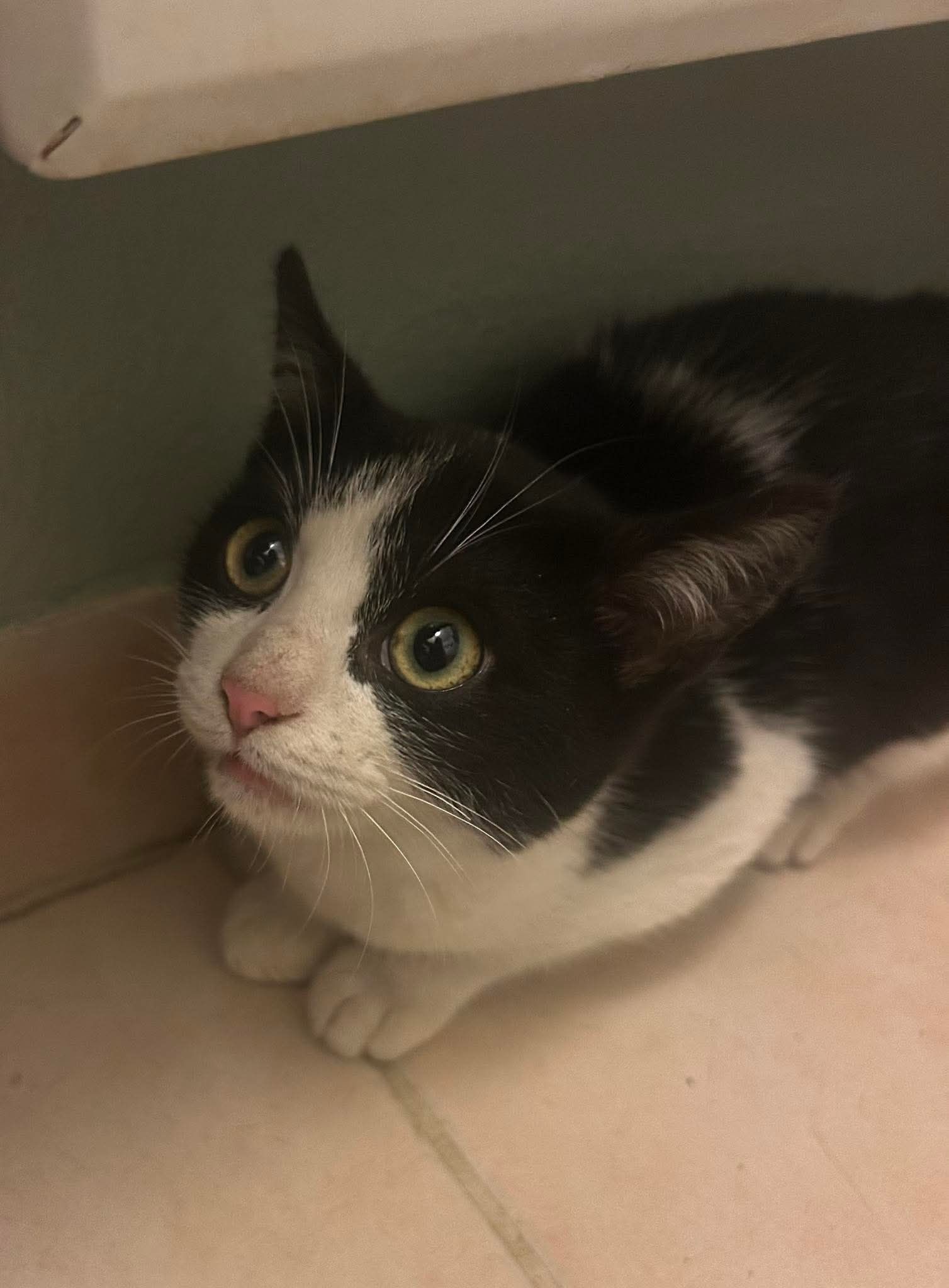 Lire la suite à propos de l’article 25/01 – FOURRIÈRE Chat DD27 – En F.A.