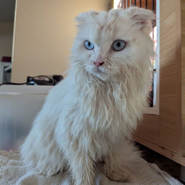 05/01 – FOURRIÈRE Chat