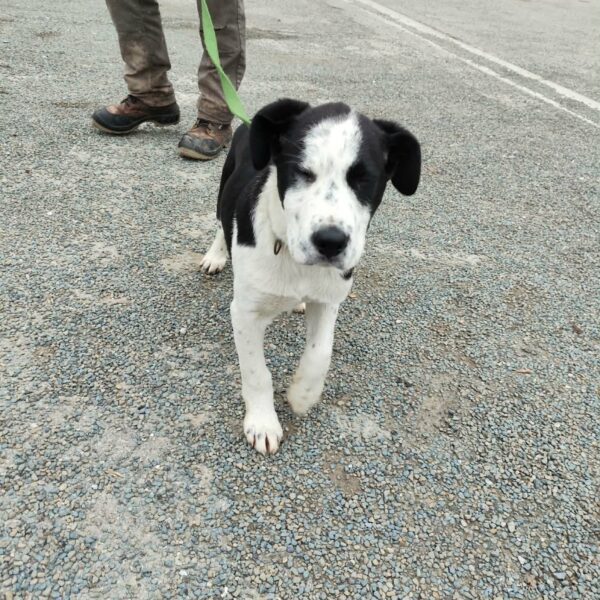 27/01 – FOURRIÈRE Chien CC31