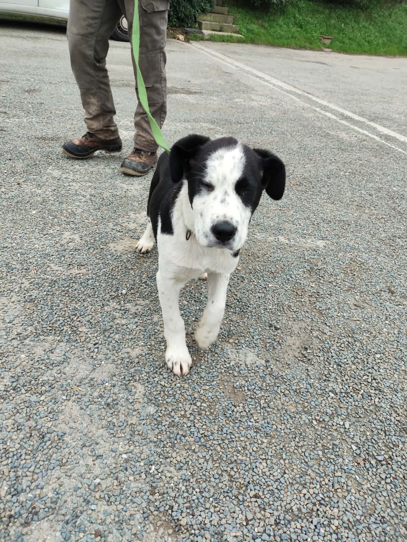 Lire la suite à propos de l’article 27/01 – FOURRIÈRE Chien CC31