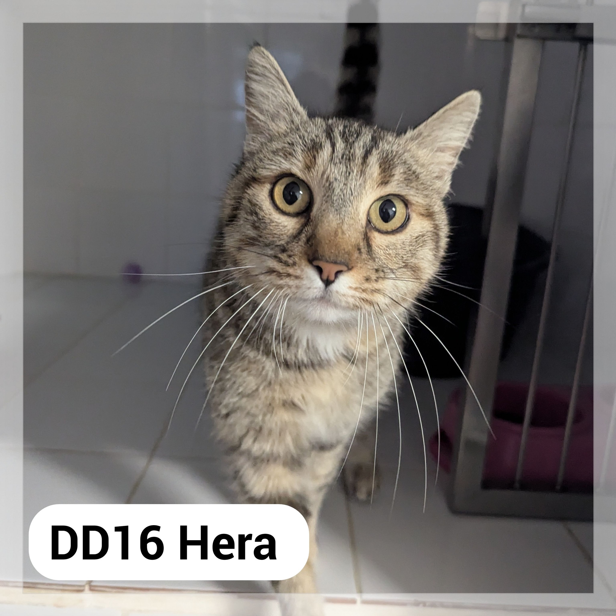 Hera