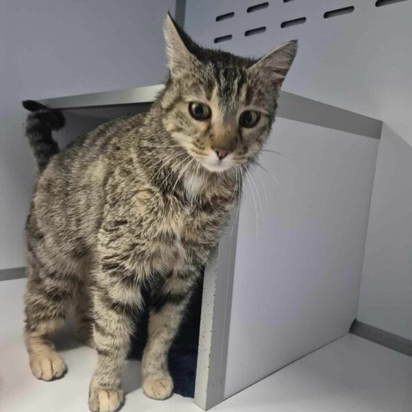 15/01 – FOURRIÈRE Chat DD16