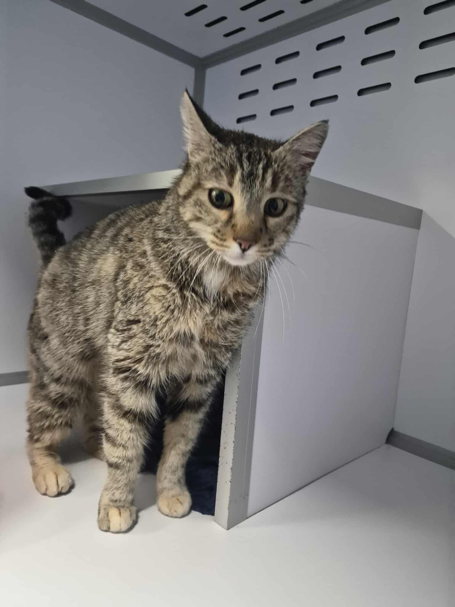 Lire la suite à propos de l’article 15/01 – FOURRIÈRE Chat DD16