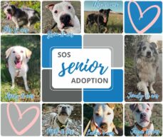 *SOS* Adoptions Seniors, chien à l’adoption à la SCPA de Carcassonne