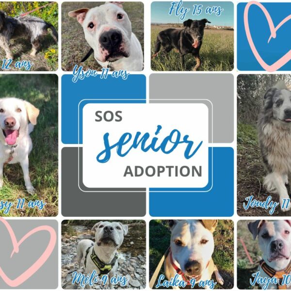 *SOS* Seniors Adoptions