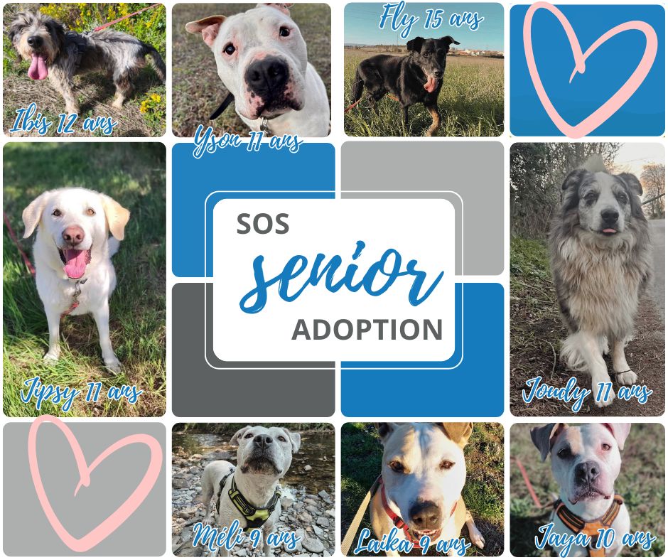 Lire la suite à propos de l’article *SOS* Seniors Adoptions