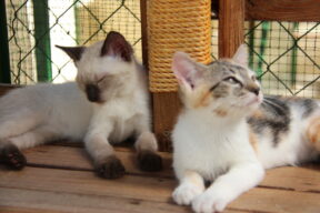 Stériliser c'est protéger !, chat en fourrière à la SCPA de Carcassonne