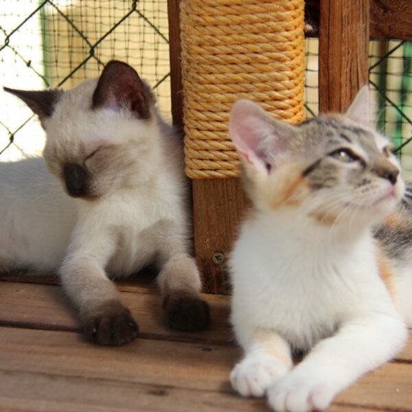 Stériliser c&rsquo;est protéger !