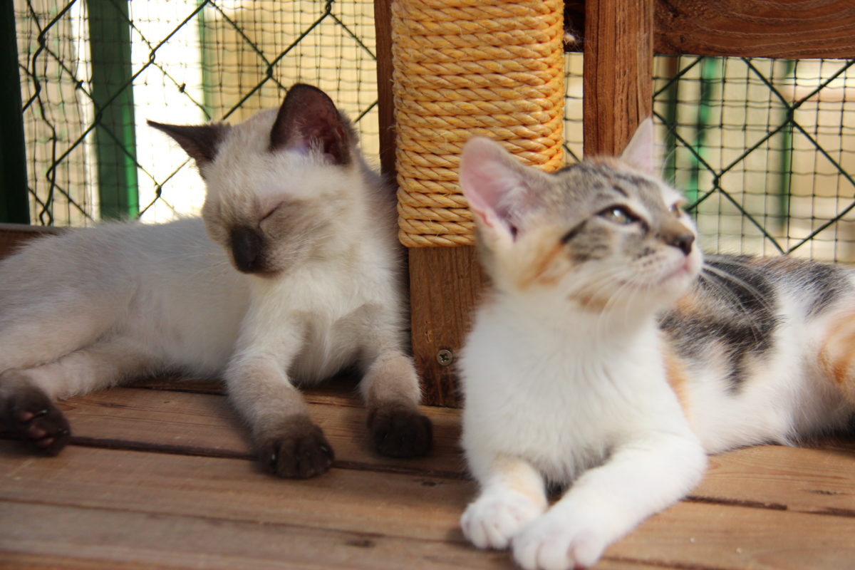 Lire la suite à propos de l’article Stériliser c&rsquo;est protéger !