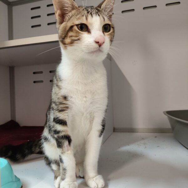 14/01 – FOURRIÈRE Chat DD15