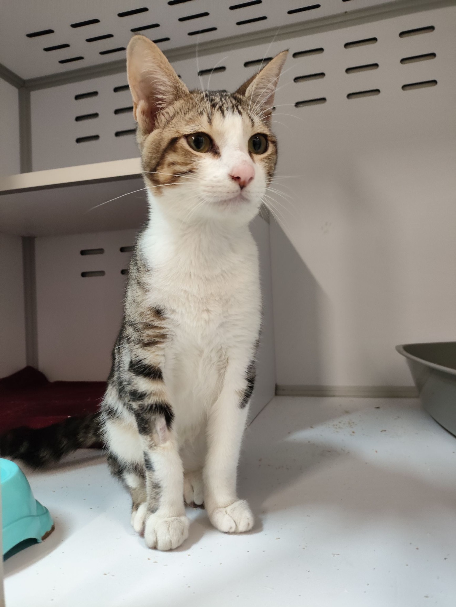 Lire la suite à propos de l’article 14/01 – FOURRIÈRE Chat DD15