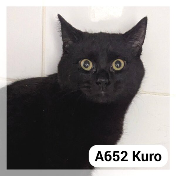 Kuro – F.A. au Neko Castel, bar à chat