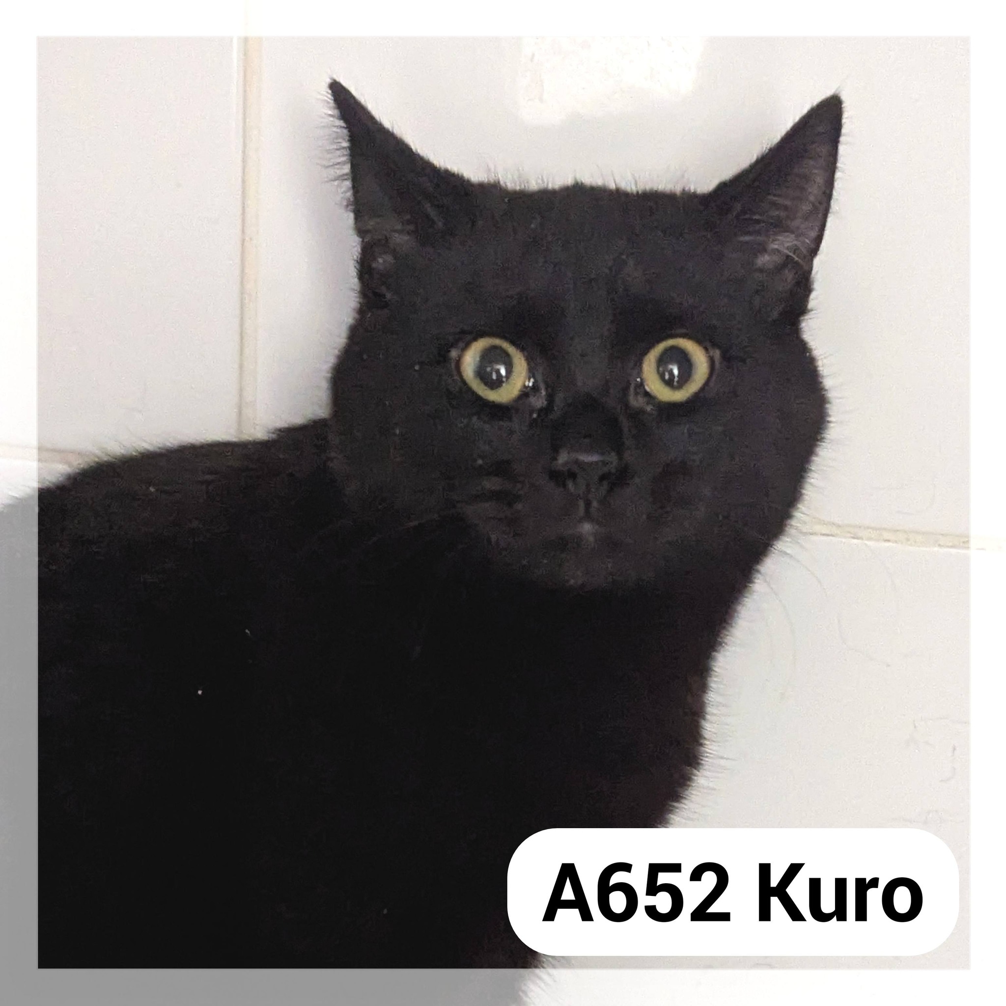 Lire la suite à propos de l’article Kuro – F.A. au Neko Castel, bar à chat