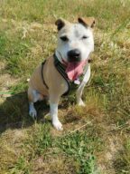 Laïka, chien à l’adoption à la SCPA de Carcassonne