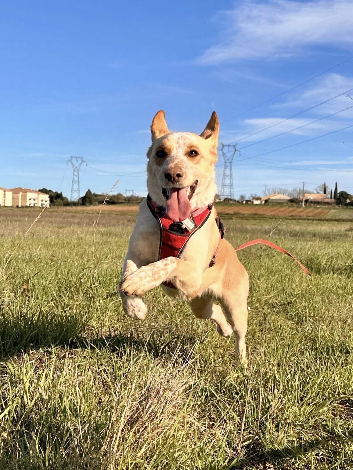 Lire la suite à propos de l’article Laïka