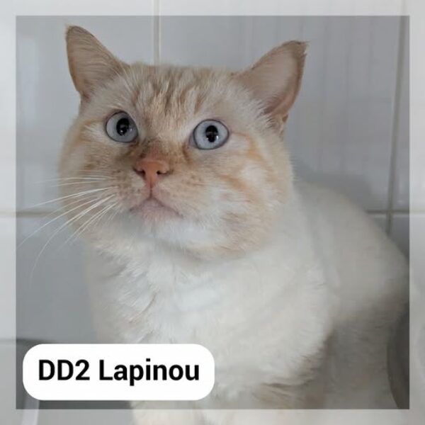 Lapinou