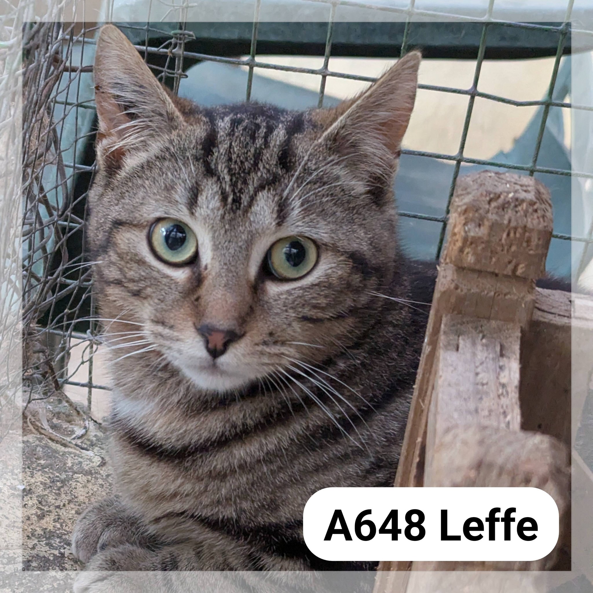 Lire la suite à propos de l’article Leffe