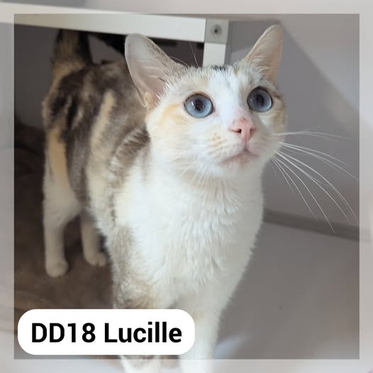 Lire la suite à propos de l’article Lucile