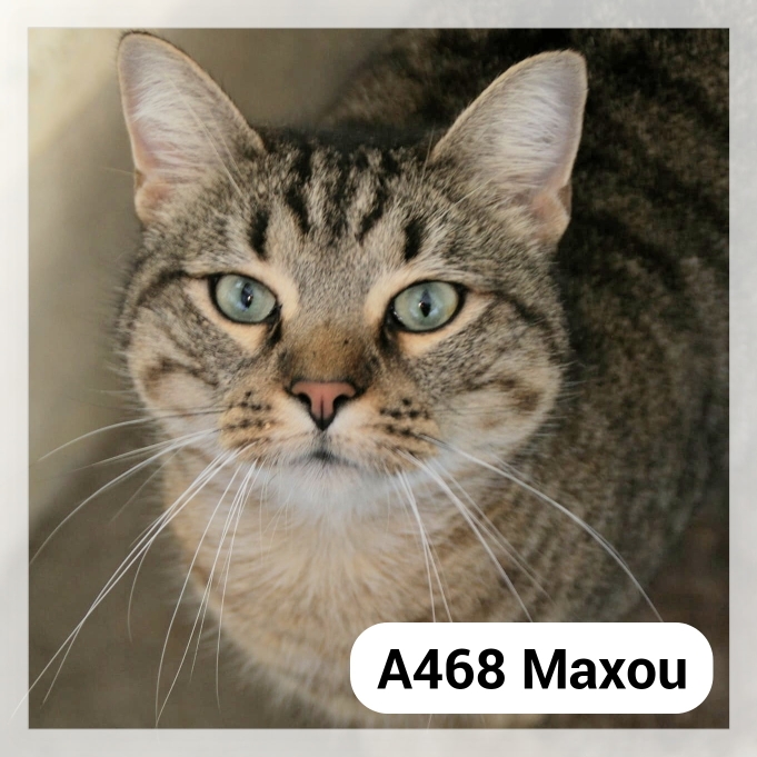 Lire la suite à propos de l’article Maxou