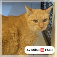 Milou *SOS FALD*, chat à l’adoption à la SCPA de Carcassonne