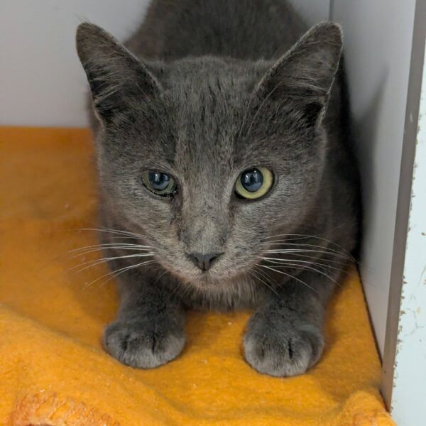 29/01 – FOURRIÈRE Chat DD30