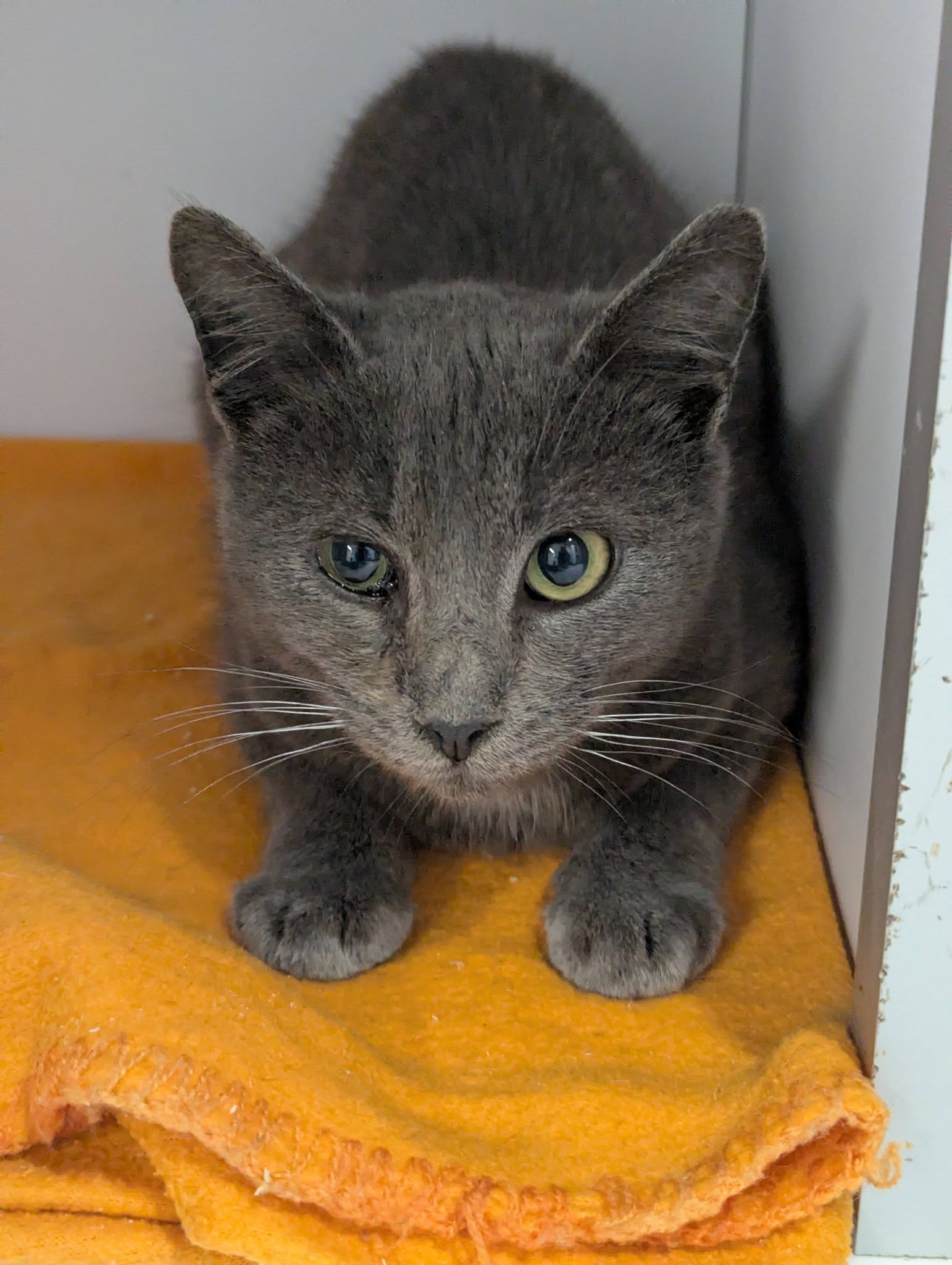 Lire la suite à propos de l’article 29/01 – FOURRIÈRE Chat DD30