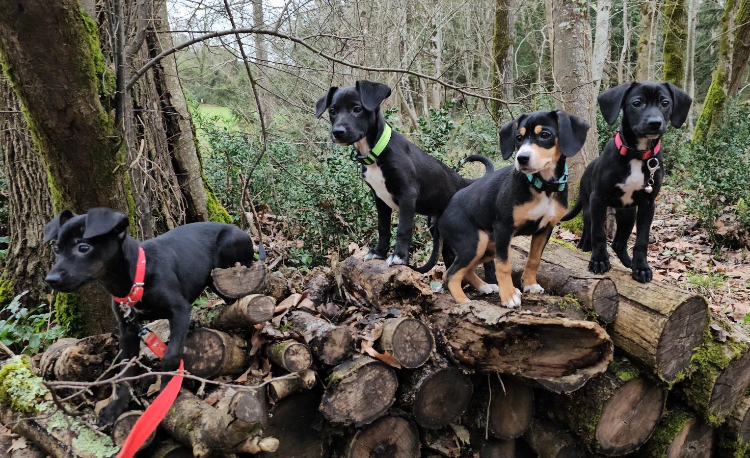 Lire la suite à propos de l’article Nos chouchous en visite au refuge le 31/01