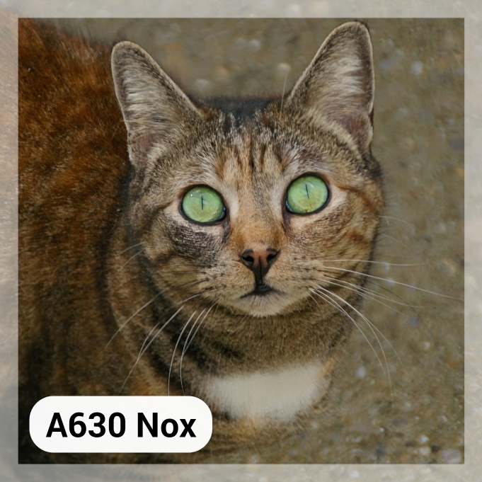 Lire la suite à propos de l’article Nox