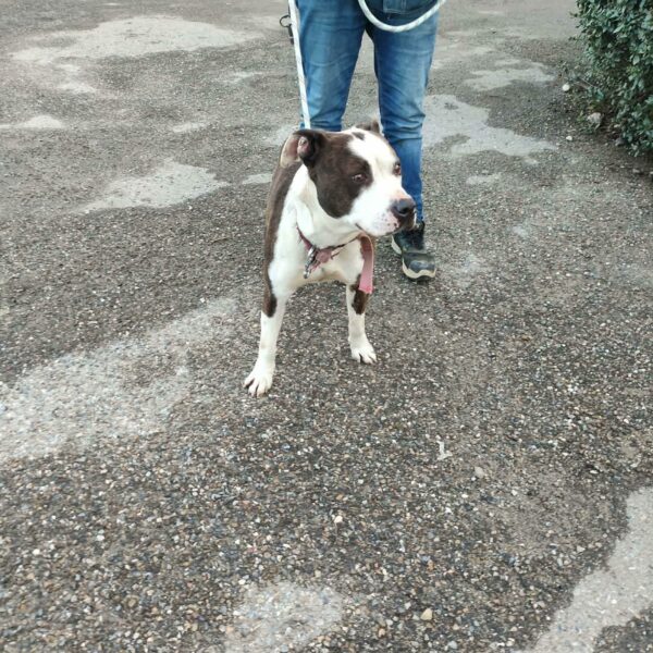 08/01 – FOURRIÈRE Chien CC8/Oréo