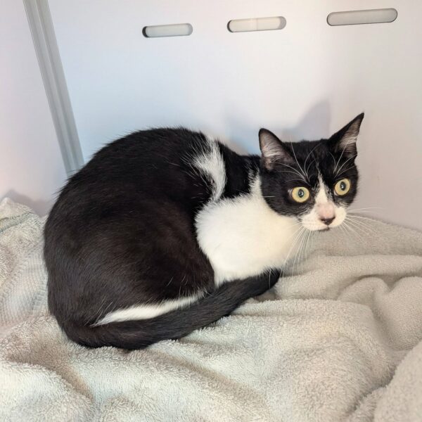 30/01 – FOURRIÈRE Chat DD33