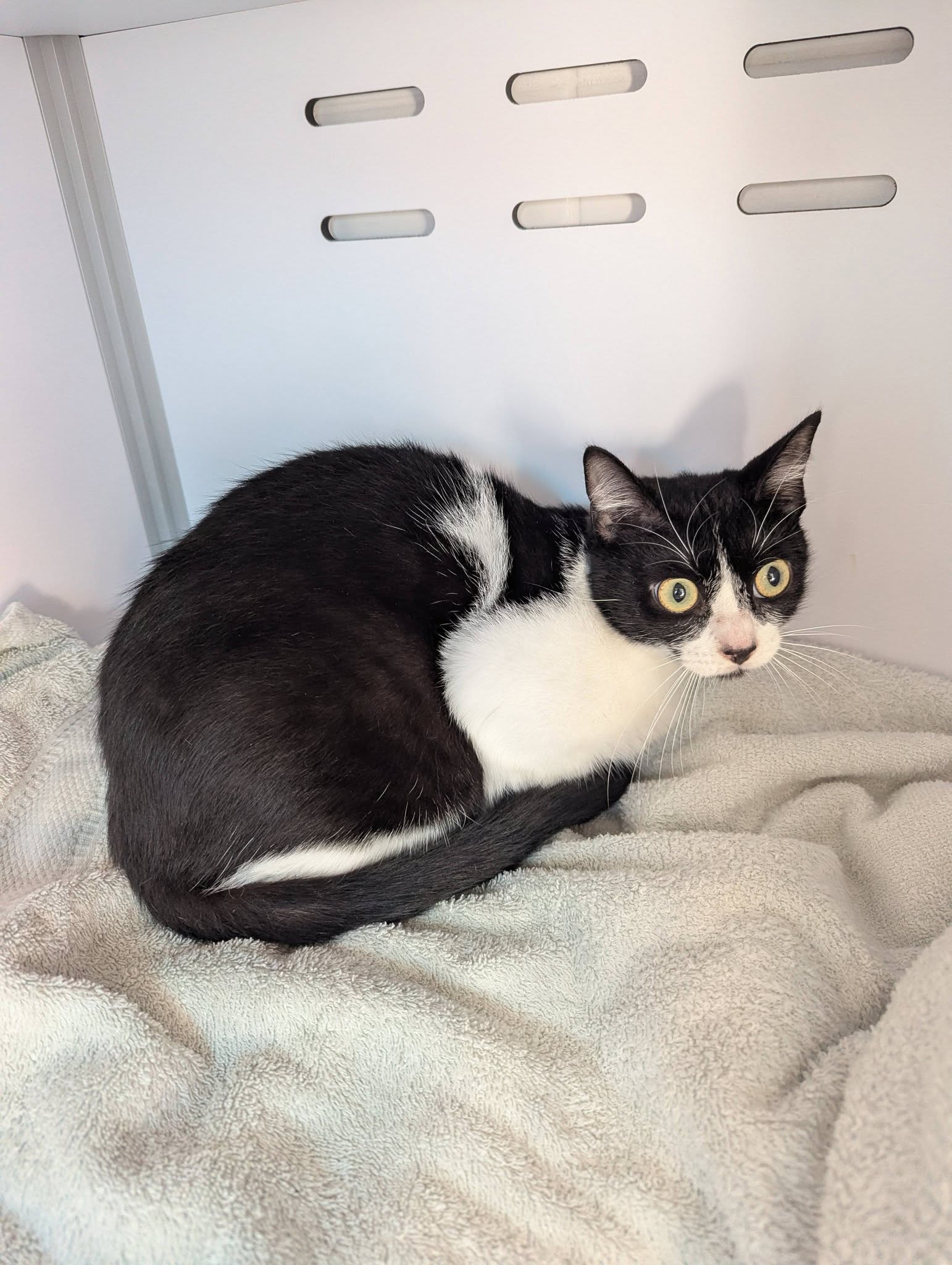 Lire la suite à propos de l’article 30/01 – FOURRIÈRE Chat DD33