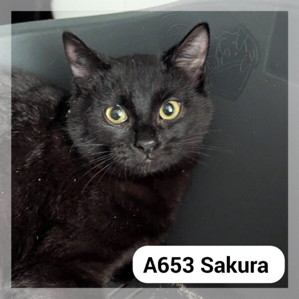 Sakura – F.A. au Neko Castel, bar à chat