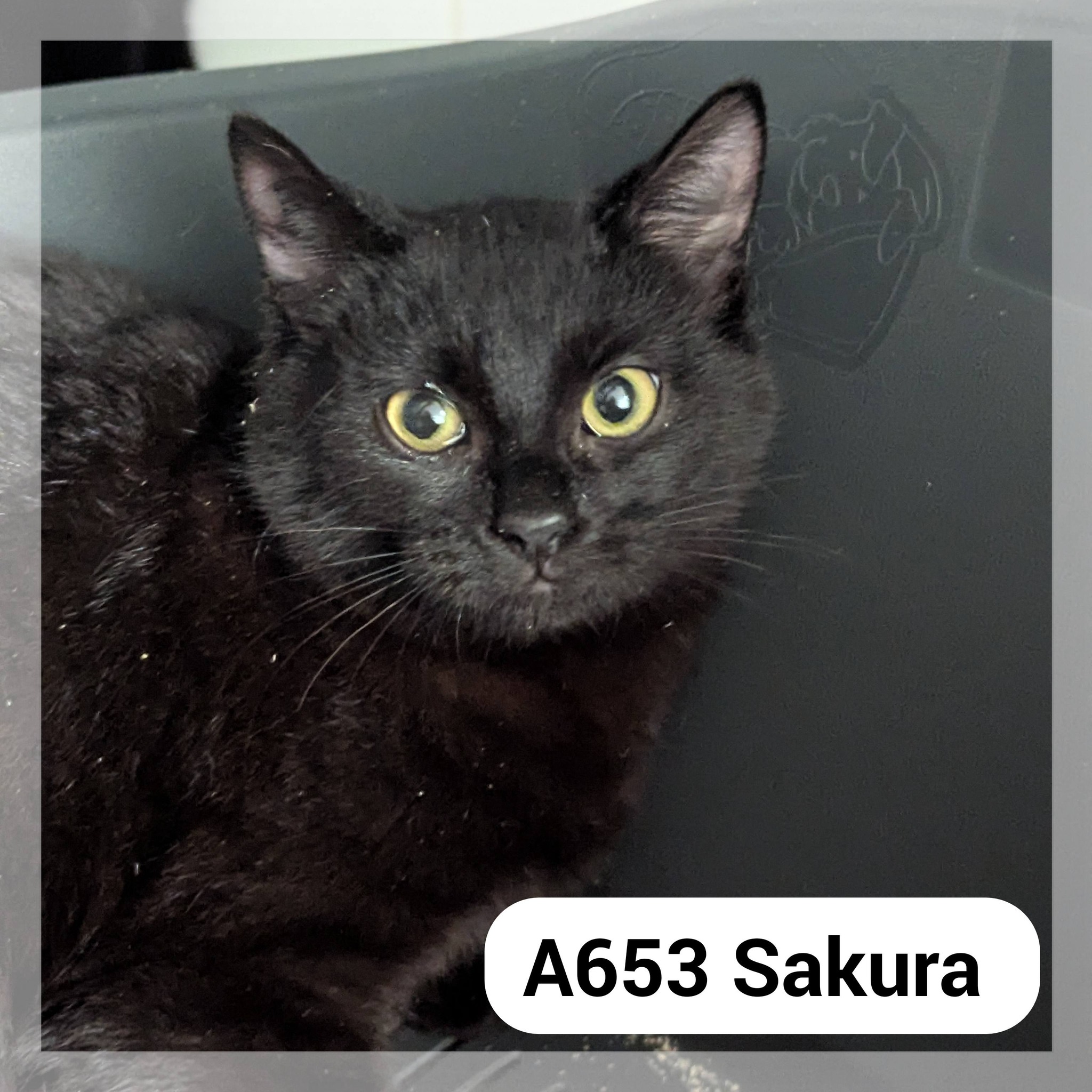 Lire la suite à propos de l’article Sakura – F.A. au Neko Castel, bar à chat