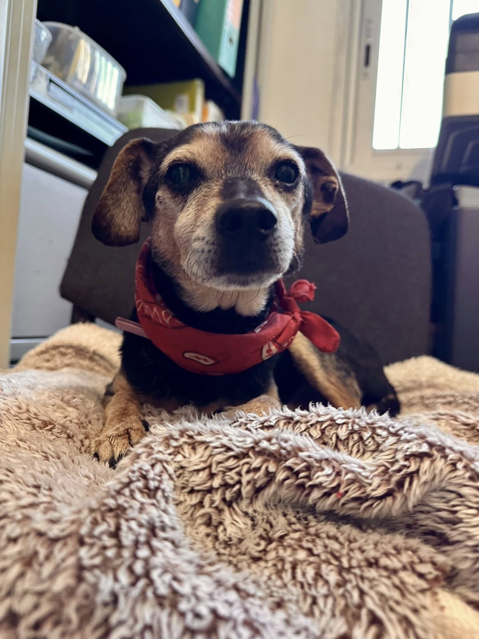 Lire la suite à propos de l’article Sony SENIOR