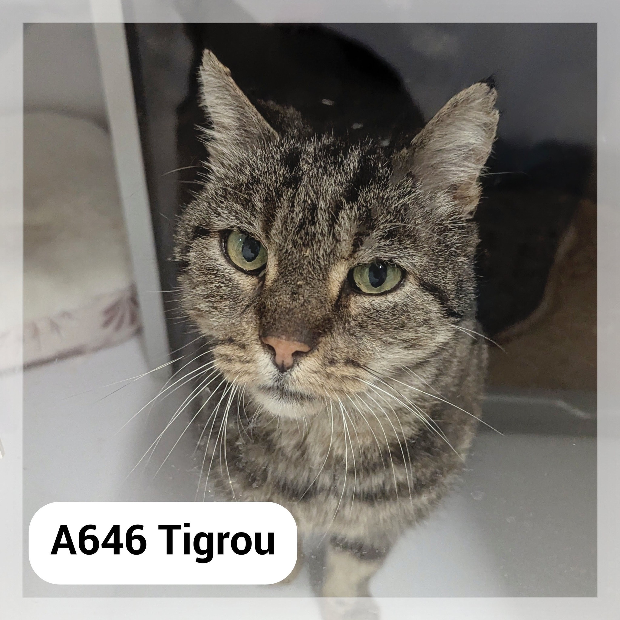 Lire la suite à propos de l’article Tigrou